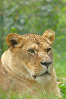 Lion (Panthera Leo), animal portrait, side view, captive, Salzburg Zoo, Austria