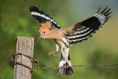 Eurasian Hoopoe (Upupa epops) landing on a post, Aosta Valley, Italy
