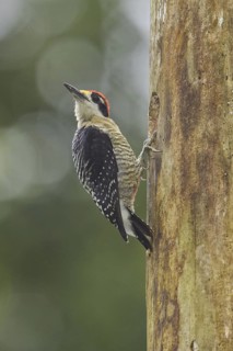 Black-cheeked Woodpecker (Melanerpes pucherani), Ecuador