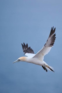 Northern gannet (Morus bassanus) flying over the sea, wildlife, Heligoland, Germany