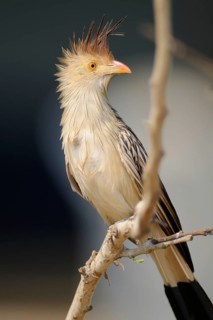 Guira Cuckoo (Guira guira), Pantanal, Brazil