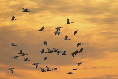 American White Ibis (Eudocimus albus), Florida, USA
