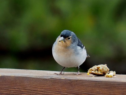 La Palma chaffinch (Fringilla coelebs palmae)