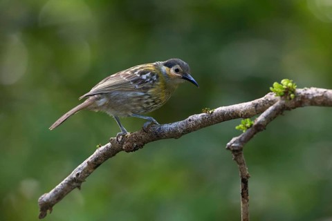 Macleay's Honeyeater (Xanthotis macleayanus), Queensland, Australia