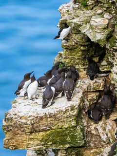 Guillemot, Uria Aalge, birds on cliffs, Bempton Cliffs, North Yorkshire, England, United Kingdom