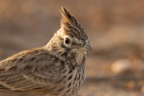 Thekla Lark (Galerida theklae), Morocco