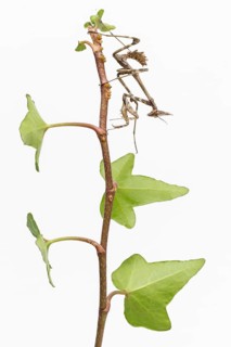 Conehead Mantis (Empusa pennata), nymph over white background, Galicia, Spain