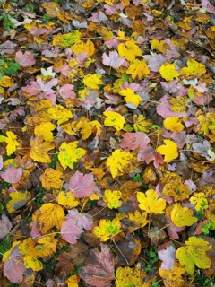 Norway Maple (Acer pseudoplatanus), leaves lying on a path, in autumn color, Hesse, Germany
