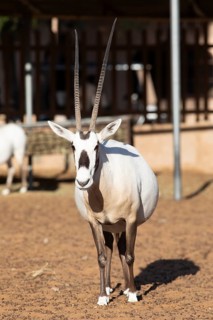 Arabian oryx (Oryx leucoryx) in the Arabian Oryx Camp, Wahiba Sands desert or Rimal Al Wahiba or