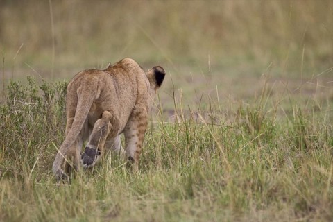 African Lion (Panthera leo) cub walking away, Masai Mara, Kenya
