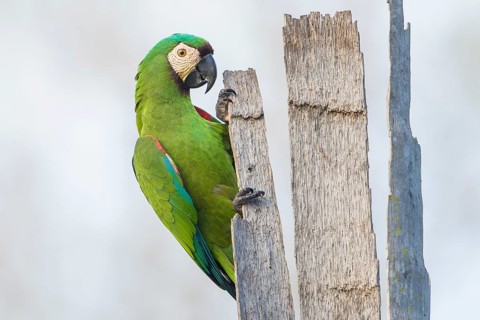 Chestnut-fronted Macaw (Ara severus), Bolivia