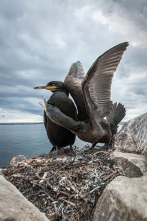 European Shag (Phalacrocorax aristotelis) adult and chick on nest, Farne Islands, United Kingdom