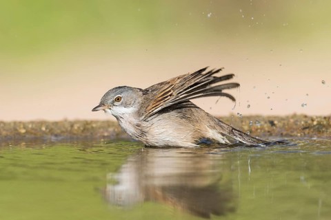 Common Whitethroat (Sylvia communis) male bathing, Eilat, Israel