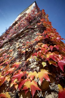Wild Vine (Parthenocissus quinquefolia) on a house wall, autumn atmosphere, Munich, Bavaria,