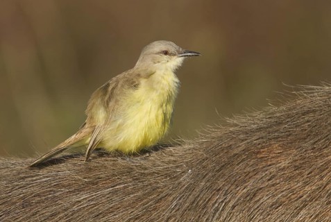 Cattle Tyrant (Machetornis rixosa), Corrientes, Argentina