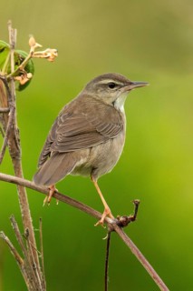 Styan's Grasshopper Warbler (Locustella pleskei), Miyakejima, Japan