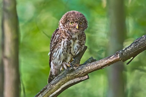 Eurasian Pygmy Owl (Glaucidium passerinum) female perched on a branch, Bavaria, Germany