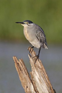 Striated Heron (Butorides striata), Penang, Malaysia
