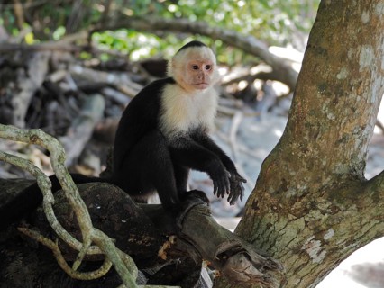 Panama capuchin monkey (Cebus imitator)