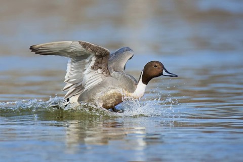 Northern Pintail (Anas acuta) male flying, British Columbia, Canada