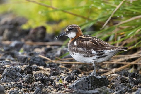 Red-necked Phalarope (Phalaropus lobatus), Iceland
