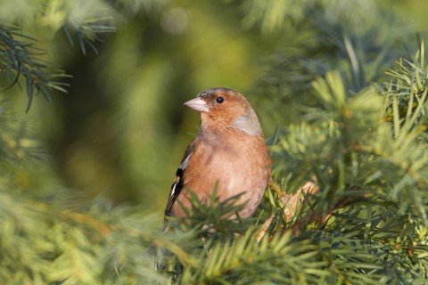 Common Chaffinch (Fringilla coelebs) male, Baden-Wuerttemberg, Germany