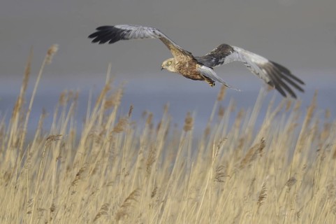 Western Marsh Harrier (Circus aeruginosus) male flying, Texel, Netherlands