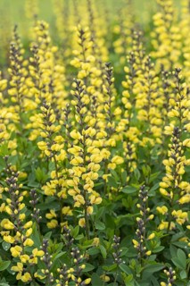 Dyer's meringue (Baptisia 'Lemon Meringue'), Tuinen van Appeltern, Netherlands