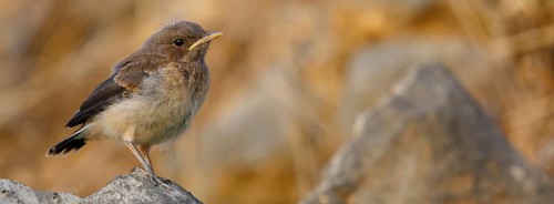 Arabian Wheatear, (Oenanthe lugentoide, Middle East, Oman, Jabal Samhan, Salalah, Dhofar, Oman