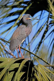 Great Blue Heron (Egretta caerulea), adult, on tree, alert, St. Augustine, Florida, USA