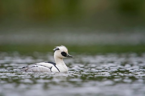 Smew (Mergellus albellus) male, North Rhine-Westphalia, Germany
