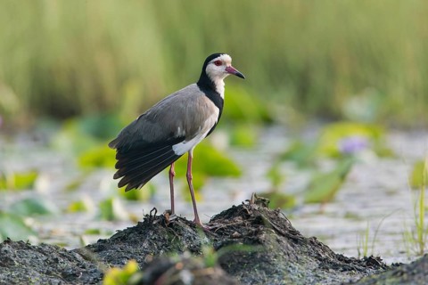 Long-toed Lapwing (Vanellus crassirostris), Uganda