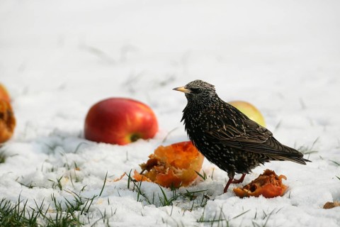 Starling (Sturnus vulgaris) in splendour in the snow on apples in the garden, Allgäu, Bavaria,