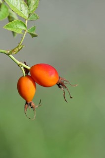 Ripe rosehip fruit of the dog rose (Rosa canina) on a branch, close-up, Wilnsdorf, North