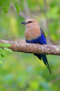 Blue-bellied roller (Coracias cyanogaster), Roller family, Marakissa Area, Marakissa, South Bank,