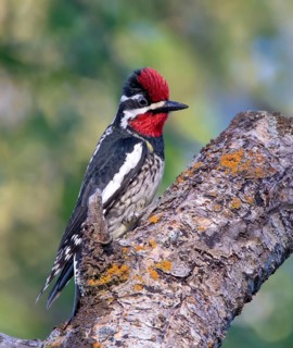 Red-naped Sapsucker - Sphyrapicus nuchalis, perched on a branch in Cypress Hiills Inter- Provincial