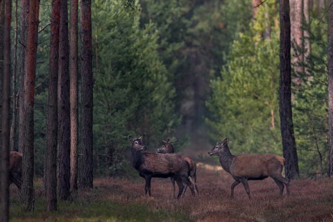 Suddenly the red deer herd (Cervus elaphus) returns, some animals stop and look into the opposite