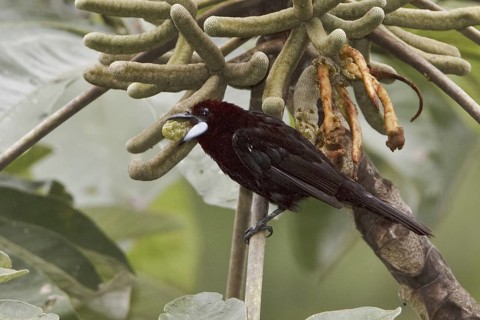 Silver-beaked Tanager (Ramphocelus carbo), Ecuador