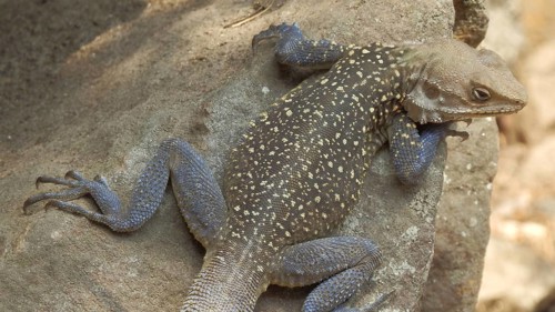 Close-up of a settler agama (Agama agama) lying on a rock, trekking on the Annapurna Circuit,