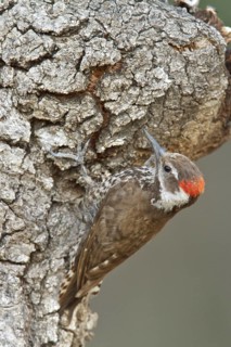 Arizona Woodpecker (Picoides arizonae) perched on a branch in southern Arizona, USA