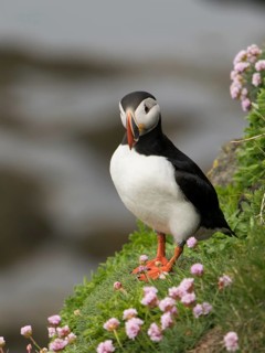 Atlantic Puffin (Fratercula arctica), Látrabjarg, Iceland