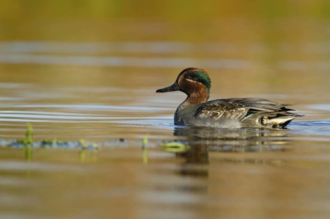 Eurasian Teal (Anas crecca) male, Schleswig-Holstein, Germany