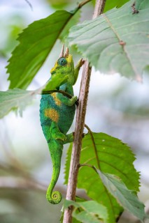 Three-horned chameleon (Trioceros jacksonii), male, between leaves on a branch, Bwindi Impenetrable