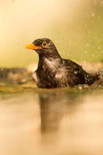 Common Blackbird (Turdus merula) male bathing, Serbia