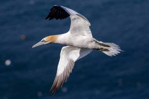 Northern Gannet (Morus bassanus), flying, East Yorkshire, United Kingdom
