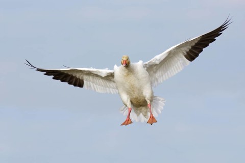 Snow Goose (Anser caerulescens) flying, British Columbia, Canada