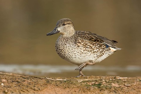 Green-winged Teal (Anas carolinensis) female, Arizona, USA