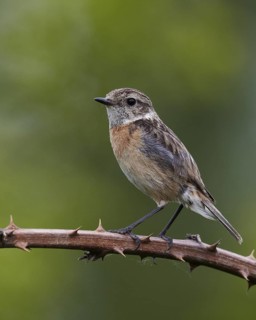 European Stonechat (Saxicola rubicola) juvenile, Mecklenburg-Western Pomerania, Germany