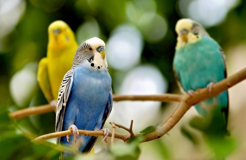 Budgerigars (Melopsittacus undulatus) in the colours blue, yellow, turquoise sitting on a branch,
