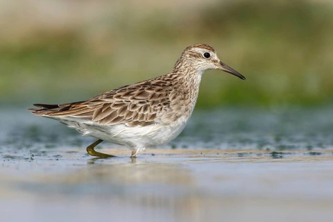 Sharp-tailed Sandpiper (Calidris acuminata) foraging, Victoria, Australia